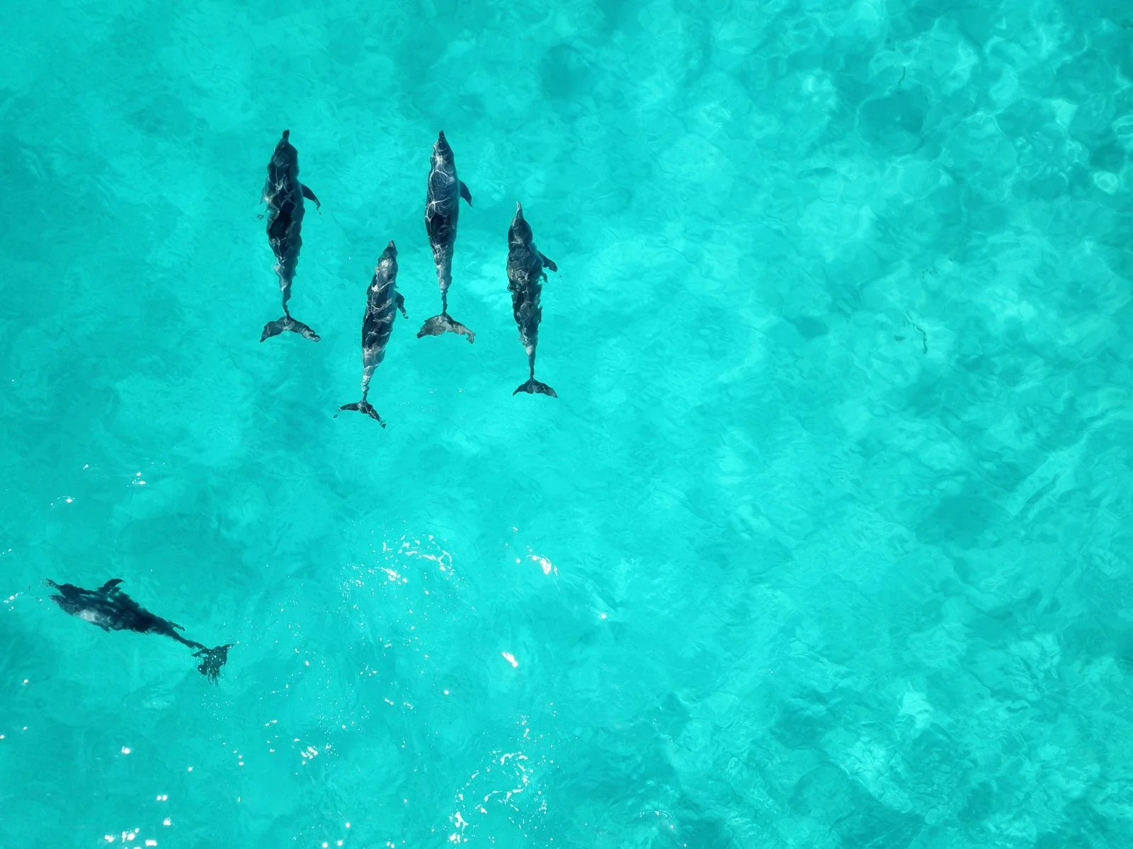 Tavolara-Ausflüge: Der vollständige Leitfaden Delfin-Sichtung Sardinien - Golfo Aranci