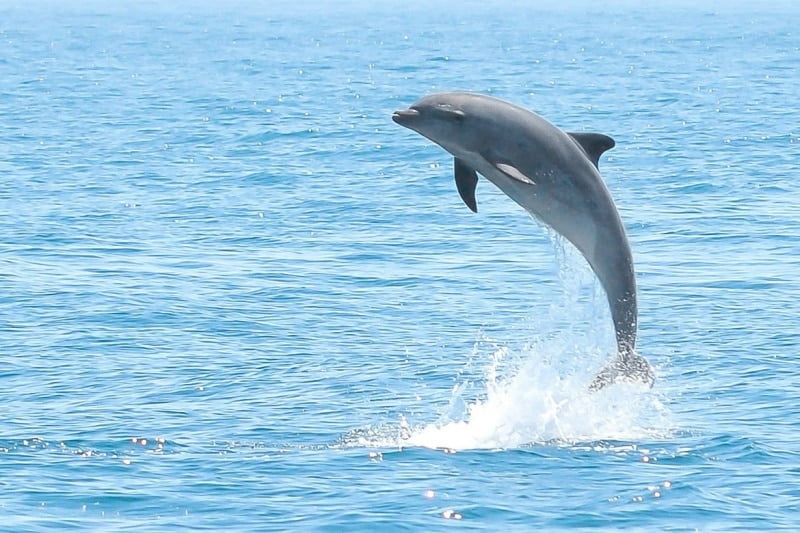 Escursione Avvistamento Delfini Escursione Avvistamento Delfini Golfo Aranci