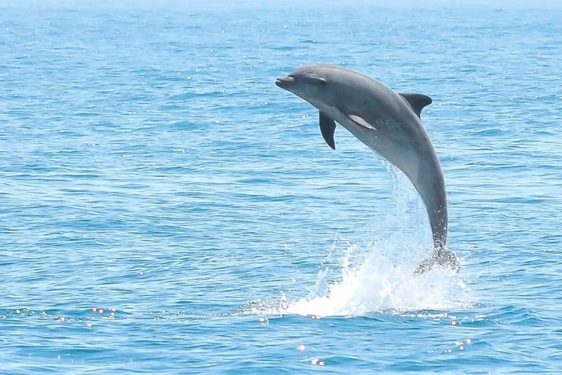 Escursione Avvistamento Delfini Escursione Avvistamento Delfini Golfo Aranci